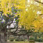 徳島城公園の銀杏は藩主の像に降る掛かるように落葉していました。　・黄落の只中にあり藩主像(和良)