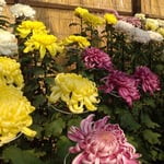 菊人形で有名な吉野川市鴨島町は菊作りをする人が多い町です。　・饂飩屋の亭主も菊を作る町（和良）