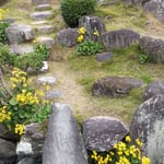 徳島城公園の表御殿の岩山にも石蕗の花が咲いていました。　　　・石蕗の花ありてこそなり岩の山(和良)