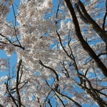 神山温泉ではしだれ桜がやわらかにやわらかにしだれていました。　・やはらかにしだれしだれるる桜かな