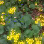 徳島城址の石蕗の花は年毎に咲く場所を広げているようでした。　　・城内に陣地広げて石蕗の花(和良)