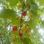 さくらんぼは瑞々しい青葉若葉の中に輝いて見えました。　　　　　　　　・仰ぎ見る青葉若葉やさくらんぼ（和良）