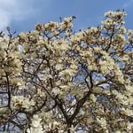 白木蓮は青空に向かって清々しく咲き満ちていました。　　・青空に白木蓮の清々し（和良）