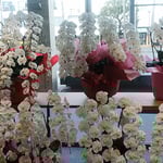 新しく誕生した銀行のロビーにはたくさんの蘭が飾られていました。　・新築のロビー明るき室の蘭（和良）