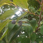 石井町浦庄の畑の中に大きな椋の木があり実をつけていました。　・椋の実の七百年の大木に（和良）