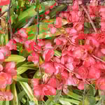 藍住町を散歩していると木瓜の花が咲いていました。　　　　　　　　　　・はるかより見えて真っ赤や木瓜の花（和良）