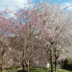 神山町のしだれ桜は毎年見事な花が咲くようになりました。　・年毎のしだれ桜のしだれやう（和良）
