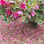 渭水苑の枯山水の庭園には山茶花がこぼれては咲き続けていました。　・山茶花のこぼれては咲き続く庭(和良)