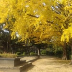 徳島市中央公園の蜂須賀藩祖の立像に銀杏が舞い落ちていました。　　・黄落や藩祖の像は五頭身(和良)