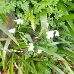 徳島城址のある徳島市中央公園の緑の中で著莪の花を見つけました。 　　　・城山の緑に紛れ著莪の花(和良)