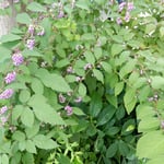 紫式部が咲く庭園では耳を澄ますと虫の声が聞こえてきました。　　・屋上に庭園のあり虫すだく（和良）