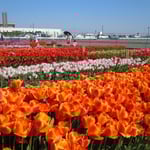 北島町のチューリップフェアは子供にも人気がありました。　　　　　　　　　　　　　　　　　　　　　　　　　　　　　　　・チューリップ数へて数を教はりぬ(和良)