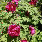 神宮寺の牡丹園は庫裏の奥まで続き、赤い牡丹が目立ちました。　・群れ咲いてゐても大振り赤牡丹(和良)