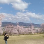 桜が満開の向麻山公園にはたくさんの家族連れが来ていました。　・咲き満ちてどっと人来し花の山(和良)