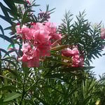 夾竹桃は広島原爆の焦土に一番早く咲いた花と聞いたことがあります。　　・原爆の焦土に夾竹桃の花（和良）