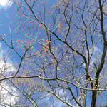 向麻山公園の青空に広がる金鈴子はどの実も光って見えました。　・青空のどの実も光り金鈴子(和良)