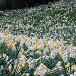 南あわじ市の灘黒岩水仙郷は野生の水仙が500万本も咲く群生地です。　　・水仙の崖の果てまで咲き満てる（和良）