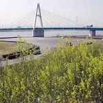 四国三郎橋北岸の吉野川の堤防に芥子菜の花が咲き競っていました。 ・土手の道芥子菜の花明かりかな(和良)