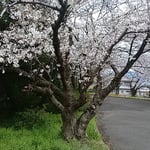 上板町で子供の頃に見た桜を見てきました。満開でした。　　・遠き日の瞼に浮かぶ桜かな（和良）