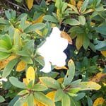 向麻山公園の躑躅の帰り花は冬の日差を受け白く輝いて見えました。　・純白の凛と躑躅の帰り花(和良)