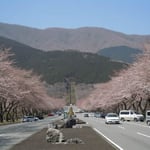 富士山の山麓にある冨士霊園の桜です。開花が遅く、まだ三分咲きでした。  ・深山には深山の色の桜かな(和良)