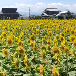 どの向日葵も太陽に向かってたじろぎもせず咲き誇っていました。　・太陽にたじろぎもせず向日葵は(和良)