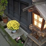 高山の古い家並みが続く上三之町ではどの家も菊を咲かせていました。  ・家毎に上三之町菊の花（和良）