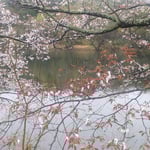 徳島市国府町の常楽寺の桜が咲いた池にまだ鴨がいました。　　　・花咲けど帰る気配の見へぬ鴨(和良)