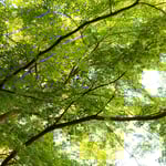 東京のホテルニューオータニの庭園には大きな楓もありました。　　　・見上げれば目にもやさしく若楓(和良)