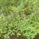 吉野川市の藤井寺の門前の谷川に溝蕎麦が犇めいていました。　　・溝蕎麦の犇めき咲ける一ㇳ所(和良)