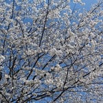 美濃田の淵がある吉野川オアシスサービスエリアでの見た桜です。　　　　・青空に白を散りばめ桜咲く（和良）