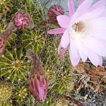 藍住町の自宅のサボテンが今年も綺麗に咲きました。　　・朝起きて見れば仙人掌咲き初めて（和良）