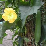 愛知県半田市の小学校に糸瓜棚がありました。懐かしい風景でした。 ・校庭に糸瓜の花と糸瓜かな （和良）