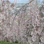 吉野川市の向麻山公園ではしだれ桜が咲き競っていました。　　・故国には桜は無いと仰ぎゐる(和良)