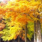 徳島城公園には大きな木がたくさんあり黄葉が綺麗でした。　　　　　・日当たれば黄金の色となる黄葉(和良)