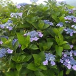 大川原高原の紫陽花に降るにわか雨は冷たいと感じるほどでした。　・高原の雨は冷たし濃紫陽花(和良)