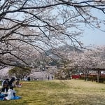 南国市の道の駅・南国風良里の丘にお花見の名所がありました。　　　　　・知る人ぞ知るお花見の名所とて（和良）