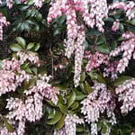 上野東照宮の牡丹園には馬酔木の花がたわわに咲いていました。　　　　　・東京の寒波の緩み馬酔木咲く（和良）