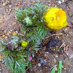 福寿草には幸せを招く花言葉があり、日を浴びると開き始めました。　・日を浴びて開き始めし福寿草(和良)