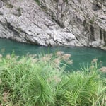 大歩危渓谷の岸辺には花芒が群れを成して咲いていました。　　　　　　　　　・渓谷を見下ろす岸辺花芒（和良）