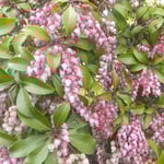 美馬市脇町の卯建の町の船着き場跡に馬酔木が咲いていました。　　・船着き場ありしは昔馬酔木咲く(和良)