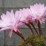 藍住町の自宅の仙人掌の花は一日ですぼんでしまいました。　・仙人掌の一日限りの花なりし（和良）