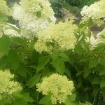 藍住町を散歩していると白い色をした紫陽花を見ました。　・色なくもこれも紫陽花雨に咲く（和良）