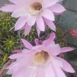 一日限りの命を精一杯に咲き誇る我が家の仙人掌は綺麗でした。　・仙人掌の一日限りの花美しき(和良)