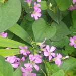 手入れをしない我が家の庭も梅雨に入って緑が濃くなりました。　　・梅雨に入る庭の緑の美しく(和良)