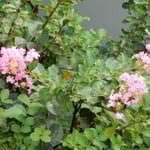 夏が終わり咲き始める百日紅は珍しいと思いました。　　　・百日紅ようやく咲きし我が狭庭（和良）