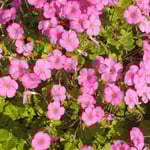 藍住町の中学校の校庭には桃色の花も犇くように咲いていました。　　・桃色の小さき秋の花も咲き（和良）