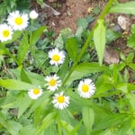 山頂の松本巨草さんの句碑への小径に野菊が咲いていました。　・山頂の句碑への小径野菊咲く（和良）