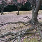 蜂須賀桜の花屑が助任川南岸の土手を赤く染めていました。　・風ありて少し間のある落花かな（和良）