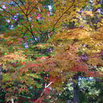 長野県小諸市の懐古園では紅葉まつりの最中でした。　　　　　　　　　　　　　　　　　　　　　・懐古園巡れば黄葉紅葉かな(和良)